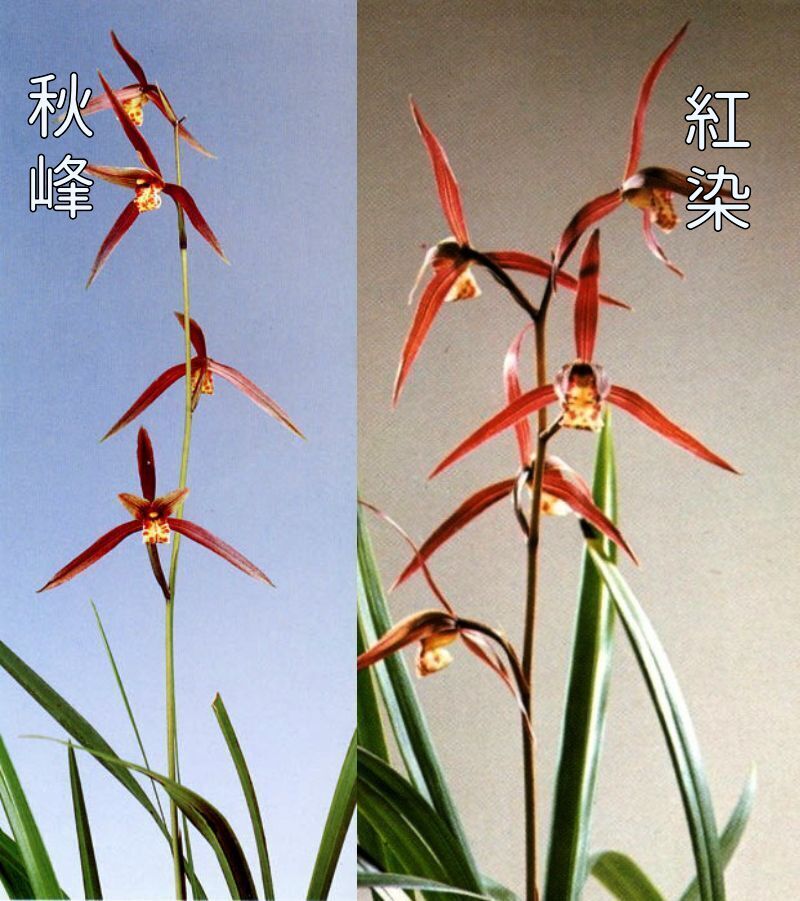 紅花2鉢セット 秋峰(しゅうほう)と紅染(べにぞめ)