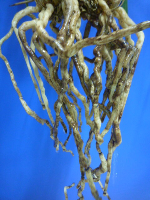 瑞穂(みずほ)更紗 宮崎県産