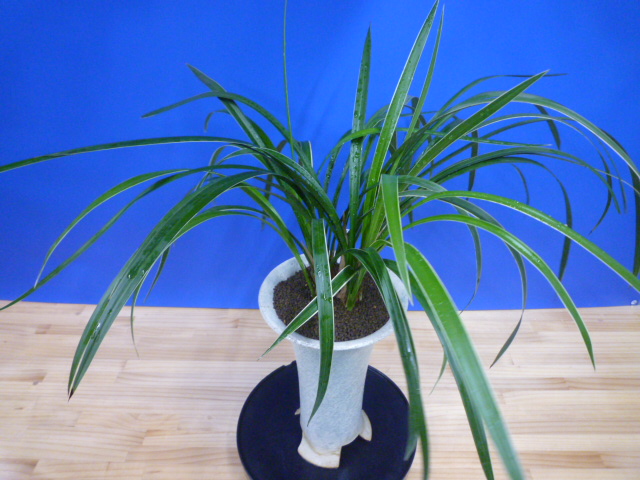 瑞穂(みずほ)更紗 宮崎県産