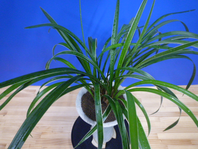 瑞穂(みずほ)更紗 宮崎県産