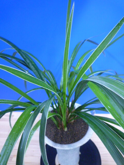 瑞穂(みずほ)更紗 宮崎県産