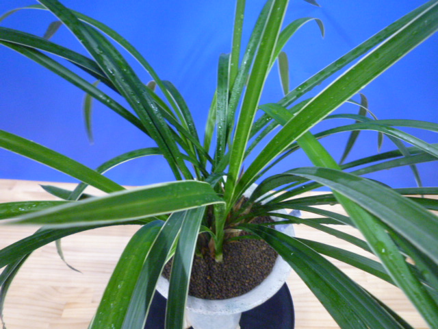 瑞穂(みずほ)更紗 宮崎県産