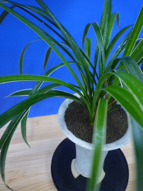 瑞穂(みずほ)更紗 宮崎県産