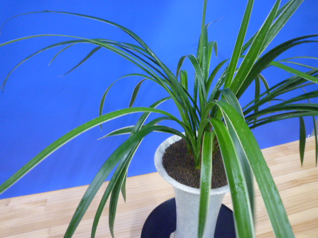 瑞穂(みずほ)更紗 宮崎県産