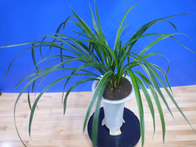 瑞穂(みずほ)更紗 宮崎県産