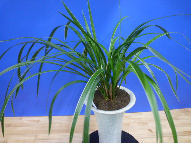 瑞穂(みずほ)更紗 宮崎県産