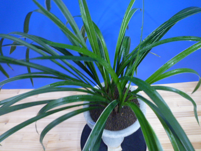 瑞穂(みずほ)更紗 宮崎県産