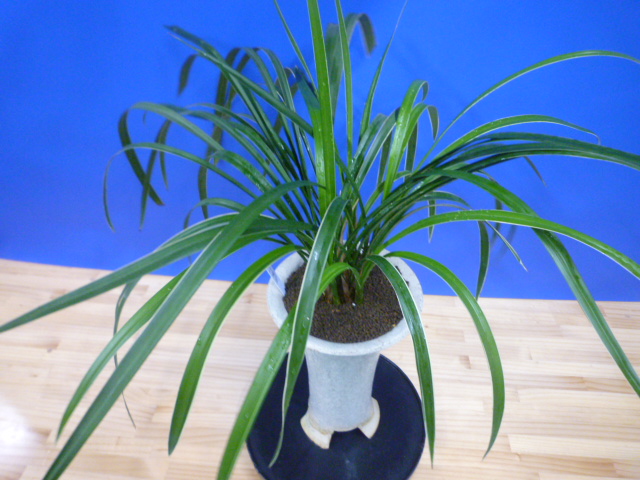 瑞穂(みずほ)更紗 宮崎県産