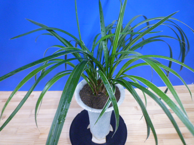 瑞穂(みずほ)更紗 宮崎県産