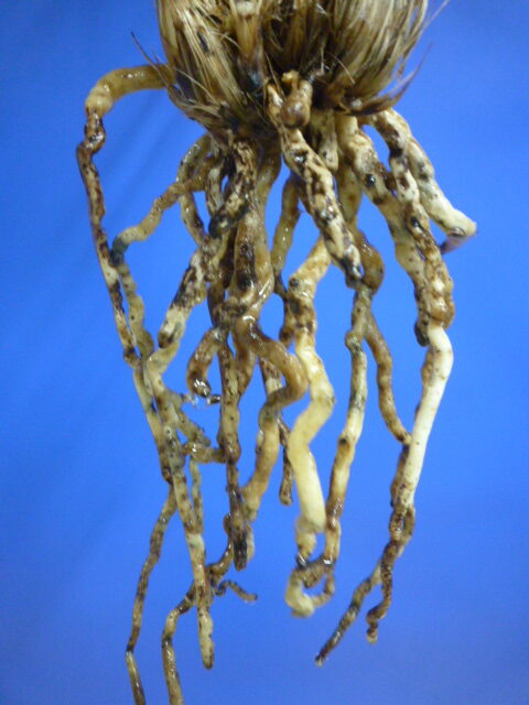 炎(ほのお) 紅大舌無点系 宮崎県産