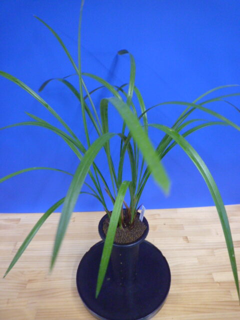 炎(ほのお) 紅大舌無点系 宮崎県産