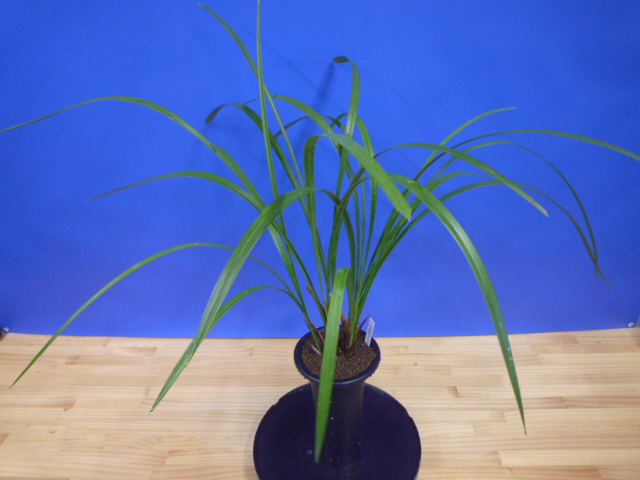 炎(ほのお) 紅大舌無点系 宮崎県産