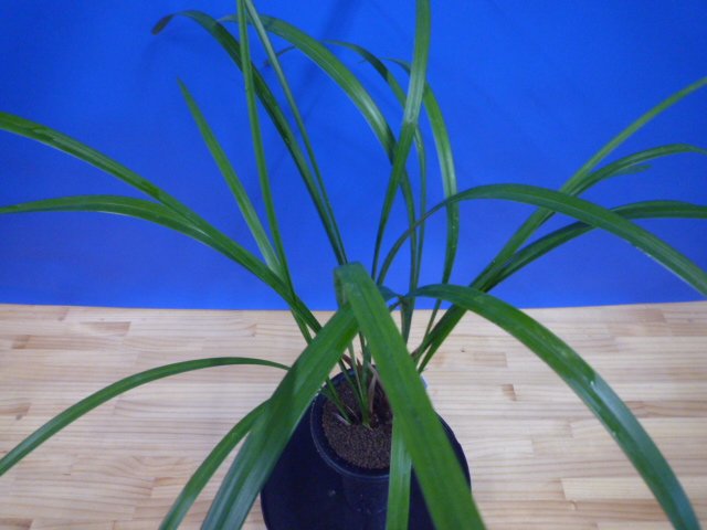 炎(ほのお) 紅大舌無点系 宮崎県産