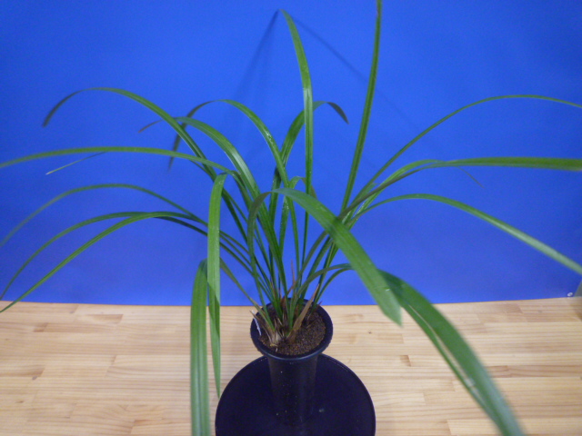 炎(ほのお) 紅大舌無点系 宮崎県産