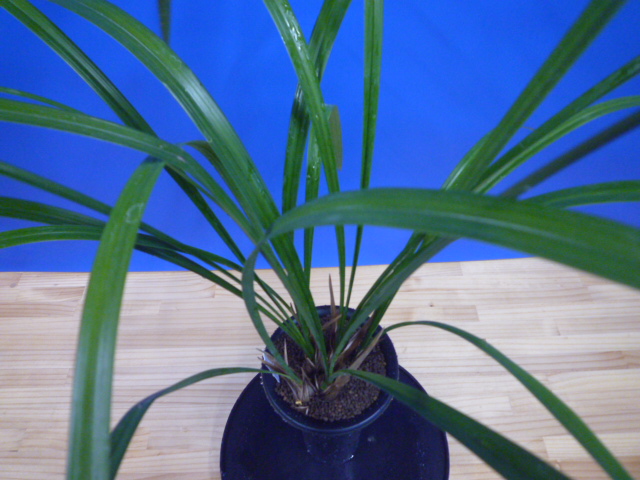 炎(ほのお) 紅大舌無点系 宮崎県産