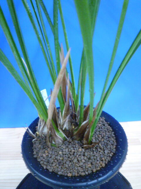 炎(ほのお) 紅大舌無点系 宮崎県産