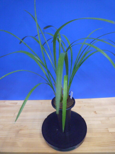 炎(ほのお) 紅大舌無点系 宮崎県産