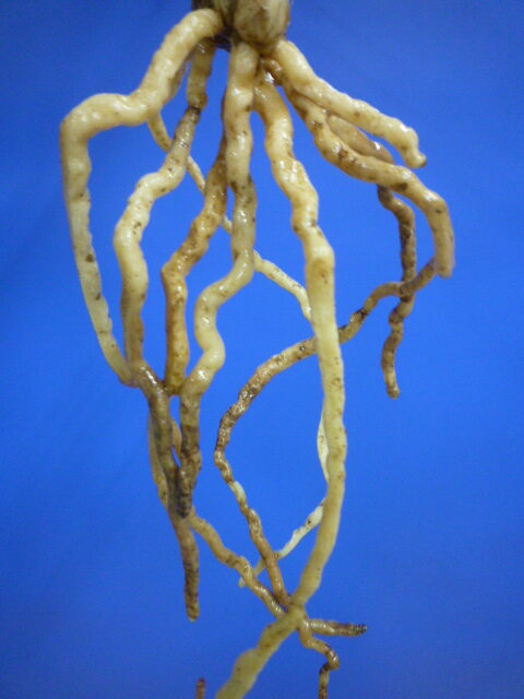 丸姫(まるひめ)更紗ベタ 宮崎県産