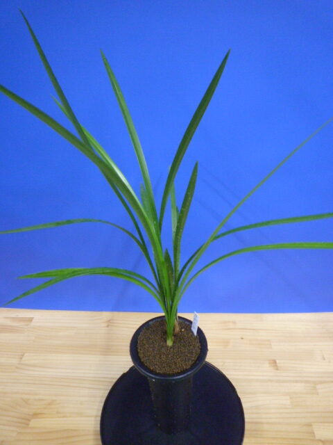 丸姫(まるひめ)更紗ベタ 宮崎県産