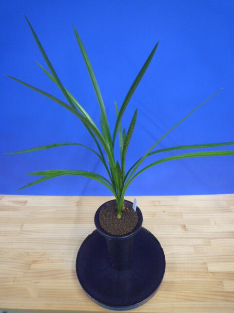 丸姫(まるひめ)更紗ベタ 宮崎県産