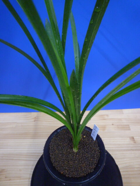 丸姫(まるひめ)更紗ベタ 宮崎県産