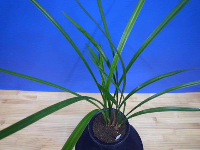 丸姫(まるひめ)更紗ベタ 宮崎県産