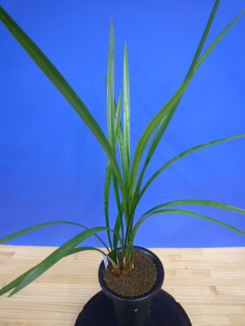 丸姫(まるひめ)更紗ベタ 宮崎県産