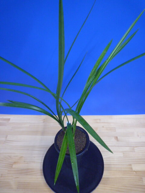 丸姫(まるひめ)更紗ベタ 宮崎県産