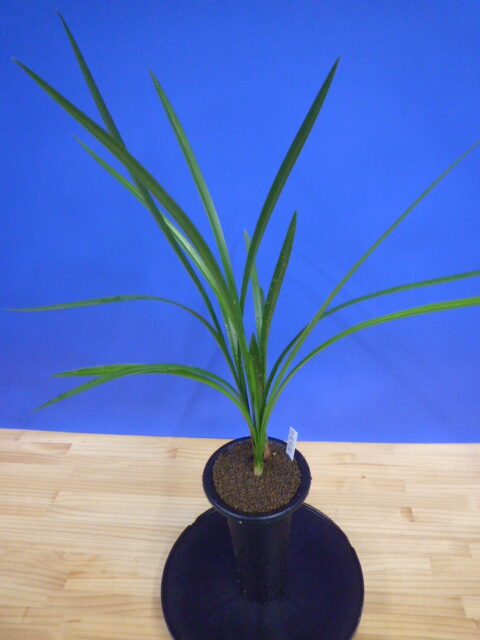 丸姫(まるひめ)更紗ベタ 宮崎県産