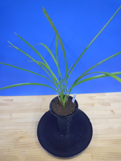 無名　払越　 未開花   高知県払越産　