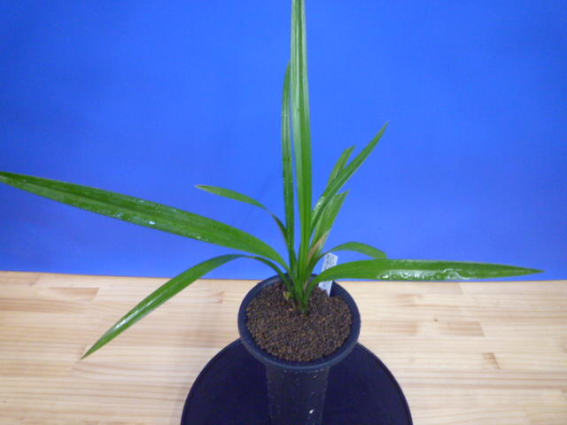 極楽鳥交配　未開花