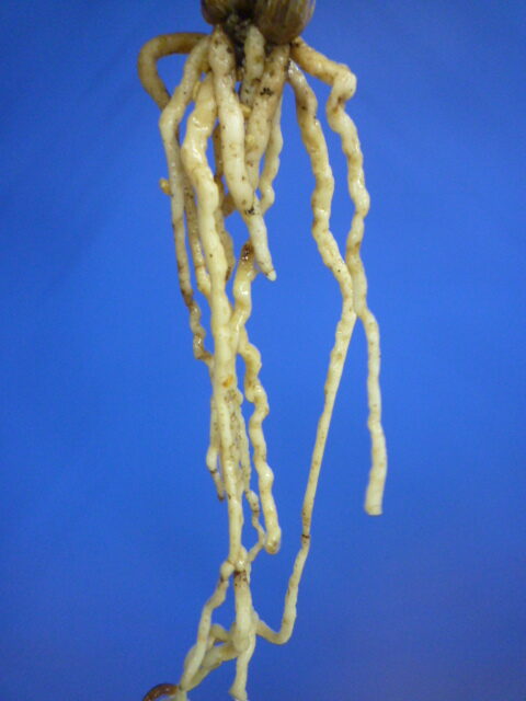 色変わり交配 先ハケ曙