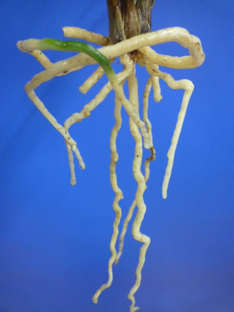 帥光の華(すいこうのはな)紅更紗大輪 和歌山県産