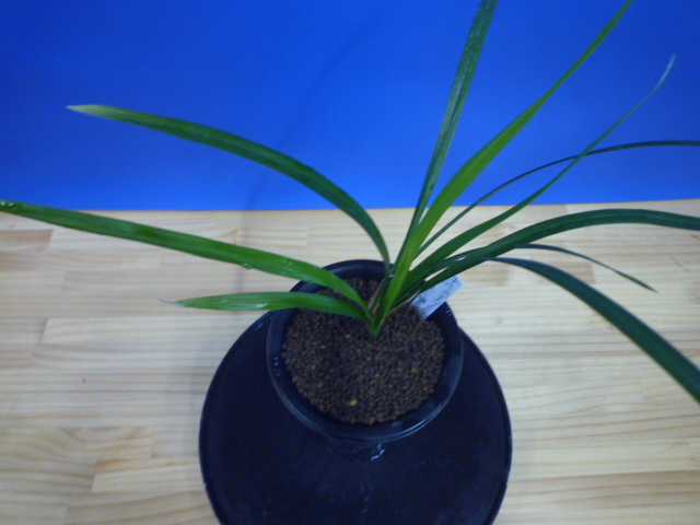 色変わり交配  先ハケ曙