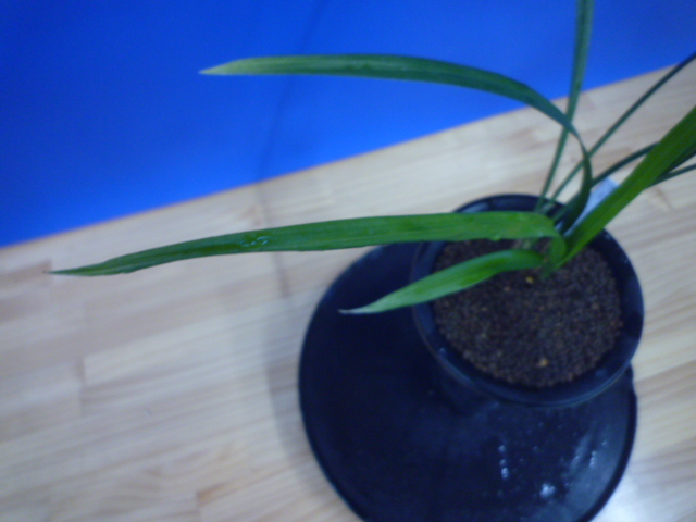 色変わり交配 先ハケ曙