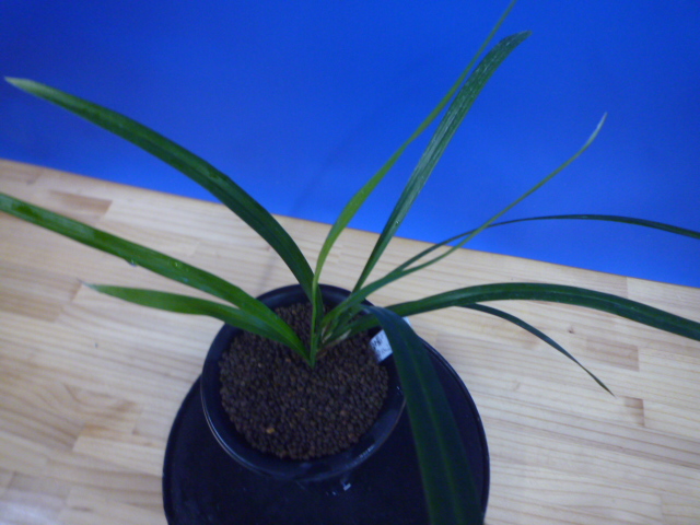 色変わり交配 先ハケ曙