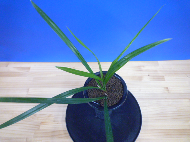 色変わり交配 先ハケ曙