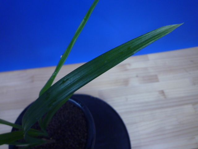 色変わり交配 先ハケ曙