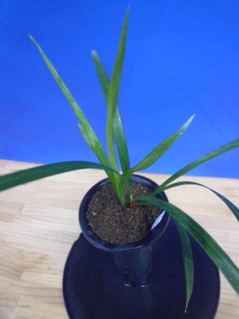 色変わり交配 先ハケ曙