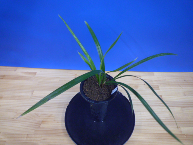 色変わり交配 先ハケ曙