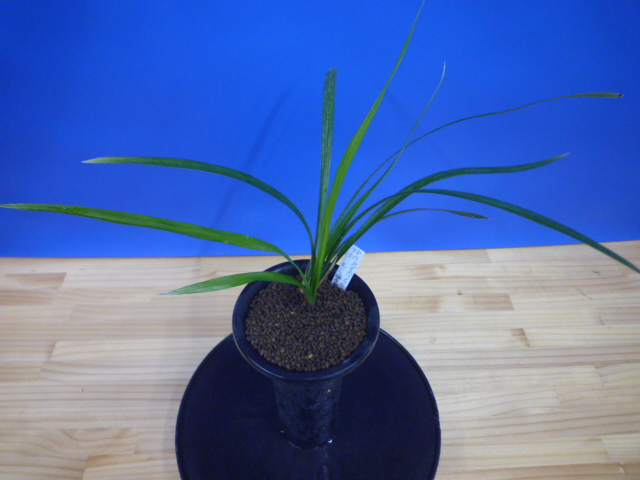 色変わり交配 先ハケ曙