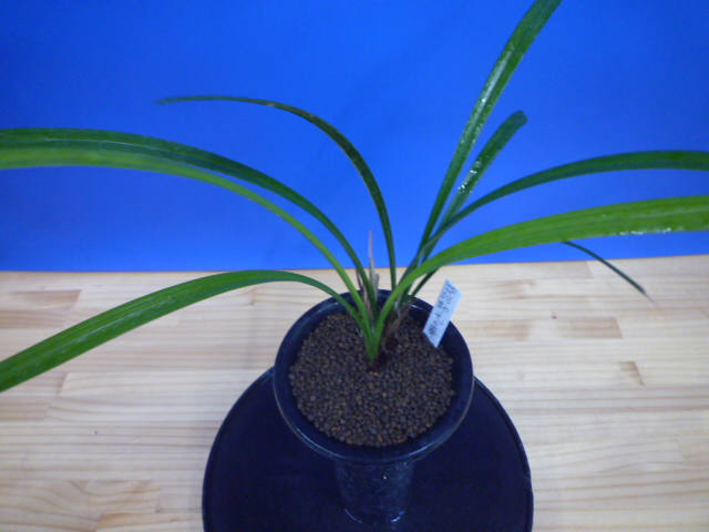 帥光の華(すいこうのはな)紅更紗大輪 和歌山県産