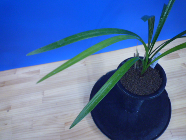 帥光の華(すいこうのはな)紅更紗大輪 和歌山県産