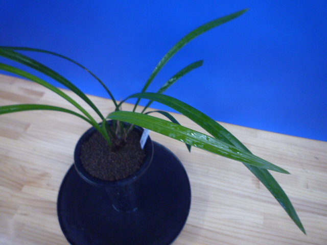 帥光の華(すいこうのはな)紅更紗大輪 和歌山県産