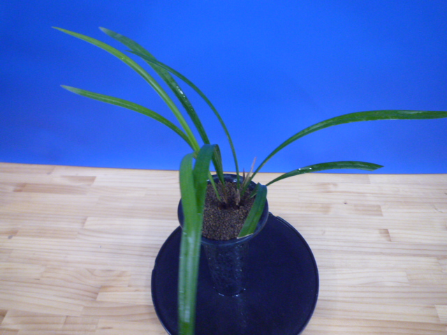 帥光の華(すいこうのはな)紅更紗大輪 和歌山県産