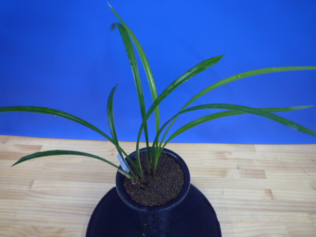 帥光の華(すいこうのはな)紅更紗大輪 和歌山県産