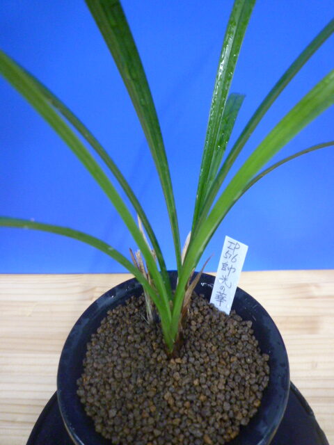 帥光の華(すいこうのはな)紅更紗大輪 和歌山県産