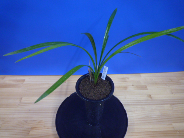 帥光の華(すいこうのはな)紅更紗大輪 和歌山県産