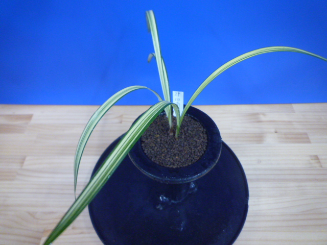 南極（なんきょく）縞柄・縞花　宮崎県産