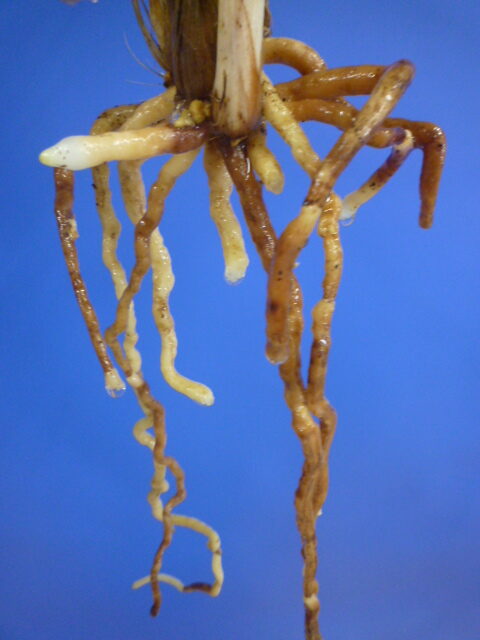 大天賜(だいてんし)紅更紗特大舌 高知県産